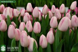 Tulipa_Barcelona_Bea.thumb.jpg.d4ce096351c0aee5e13edd632b053aef.jpg