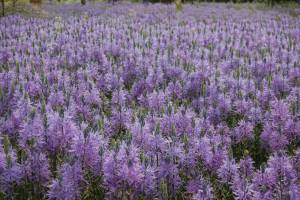 camassia-leichtlinii.jpg