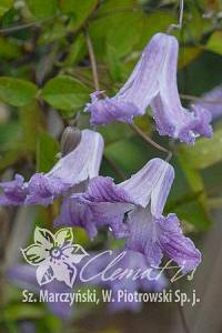 csm_pix287_Clematis_viticella_Betty_Corning_K1_bf47df16fd.jpg