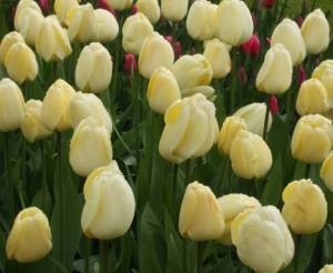 idarwinhybridtulip-ivoryfloradale.thumb.jpg.c9b83059494c596c768afa95aea43790.jpg