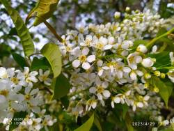 IMG_20230430_054355.jpg