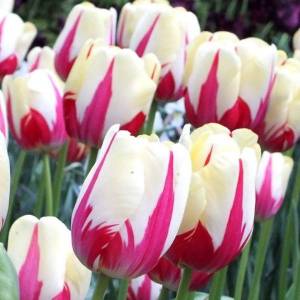 tulip-world-expression-1-e1596199941207.thumb.jpg.f5593a00a34779484686161ea2f6f8dc.jpg