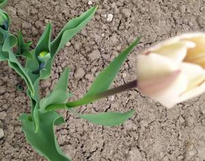 upload_2023_04_27_13_05_24_014.thumb.jpg.4ef2f9929a4d1438973135eb97734a13.jpg