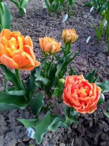 IMG_20220507_173921_1~2.jpg