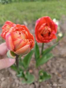 IMG_20230509_120014.jpg