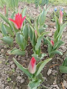 IMG_20230509_120032_1.jpg