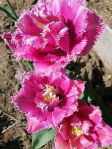 IMG_20230509_120550_compress11.jpg