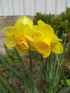 IMG_20230510_100439.thumb.jpg.49e8d273694dd8b99917d38228e36a84.jpg