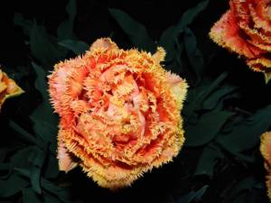 IMG_20230512_142427.thumb.jpg.c4484e26c3cf2bd62d9a40ac6b3eb274.jpg
