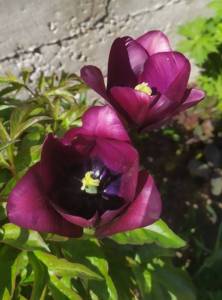 IMG_20230517_043759.jpg