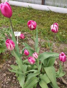 IMG_20230519_151553.jpg