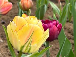 IMG_4788.jpeg
