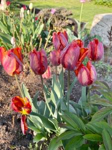 IMG_6557.jpeg