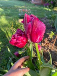 IMG_6569.jpeg
