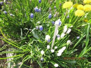 IMG_7316.thumb.JPG.2c4cde45bb079c8466f56691268748f5.JPG