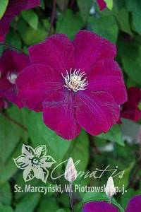 csm_pix245_Clematis_Rouge_Cardinal_K1_8ae44ea104.jpg