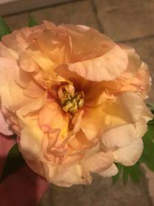 088F598D-9002-4A03-B16E-24AB43FC6D11.jpeg