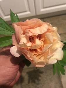 79F8F004-E0FA-4283-B12B-94B79E20C8CA.jpeg