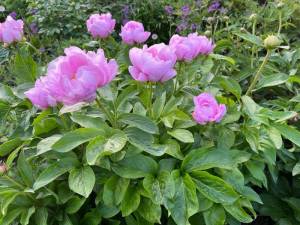 IMG-20230528-WA0005.jpg