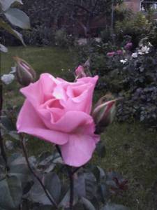 IMG-20230610-WA0008.jpeg