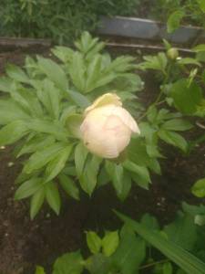 IMG_20230609_132705.jpg