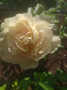 IMG_20230610_143621.jpg