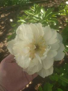 IMG_20230614_175704.jpg