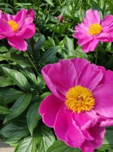 IMG_20230616_142933.thumb.jpg.2be0977fce4f2c876efd10ef046bf67b.jpg