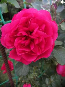 IMG_20230616_192453_compress37.jpg