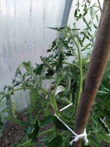 IMG_20230616_201409.jpg