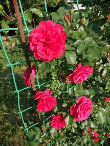 IMG_20230617_063106_compress57.jpg