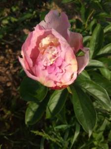 IMG_20230617_171239.thumb.jpg.3f403a71d6df340811f598d0f0fd6cbd.jpg