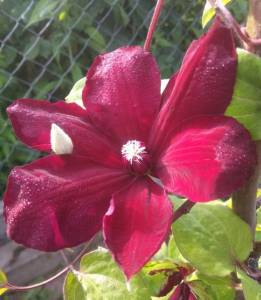 IMG_20230622_072930.thumb.jpg.4f59c2a32a73e5b39ce4f5f0f8001882.jpg