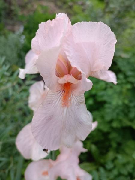 IMG_20230607_185531.jpg