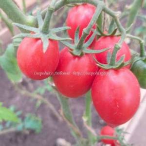 tomat-charli-slivkacharlies.thumb.jpg.a3df7928a975ec320b3b2f88c4379897.jpg
