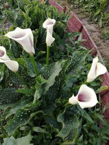 Фиолетовые каллы.jpg