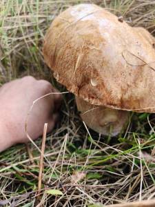 IMG-20230712-WA0040.thumb.jpg.59b00030c54b788eeaa5d0e6a7412534.jpg