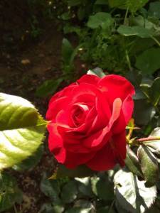 IMG_20230702_170524.thumb.jpg.0a13e1808410fcff025c776645e2ad97.jpg