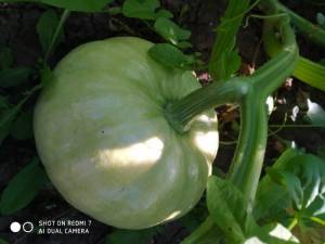 IMG_20230718_184545.thumb.jpg.45ab6d0fe669bc93e95d66fc3839b23c.jpg
