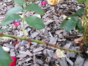 IMG_20230720_203318.jpg