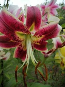 IMG_20230731_161657_compress31.jpg