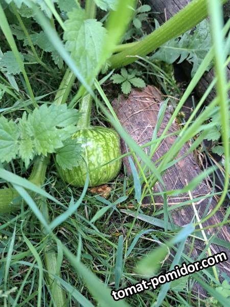 Buttercup от Baker Creek у друзей из моей рассады 30/6/2023