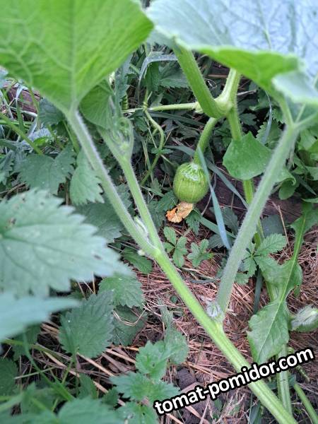 Buttercup от Baker Creek у друзей из моей рассады 30/6/2023