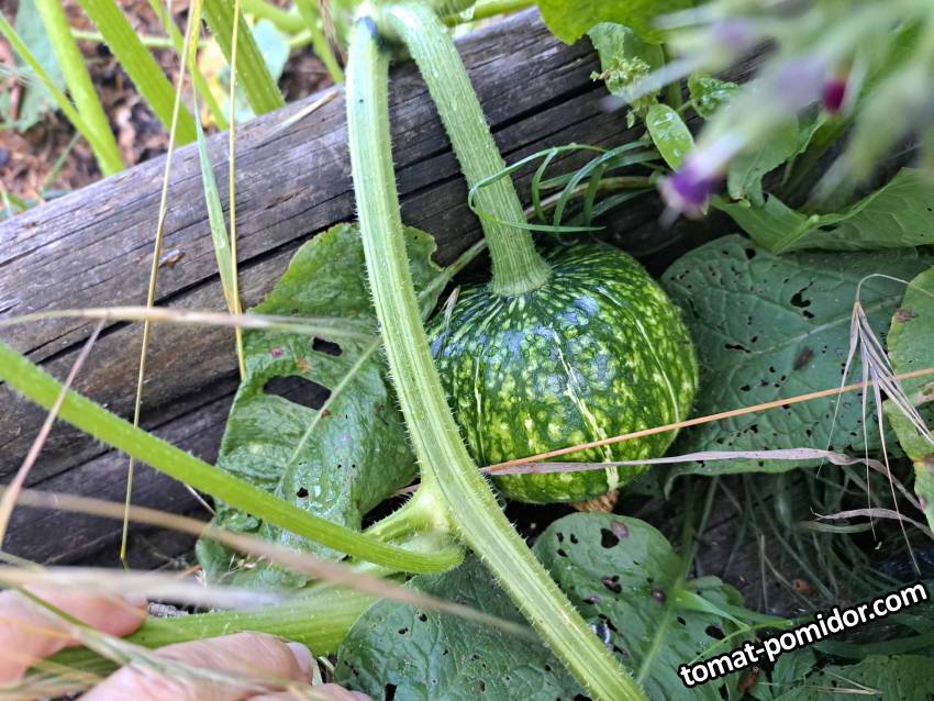 Buttercup от Baker Creek у друзей из моей рассады 30/6/2023