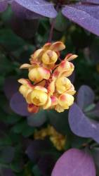 цветок барбариса