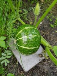 Мерухен