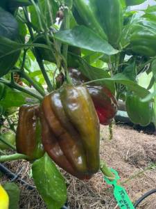 8C0F3565-0408-4409-A6EC-F005CEB5FE35.jpeg