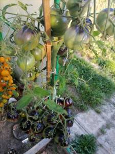 IMG_20230817_175759.thumb.jpg.ae70db7c2411aa7f2b2dd58c39d91075.jpg