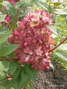 IMG_20230827_144031.jpg