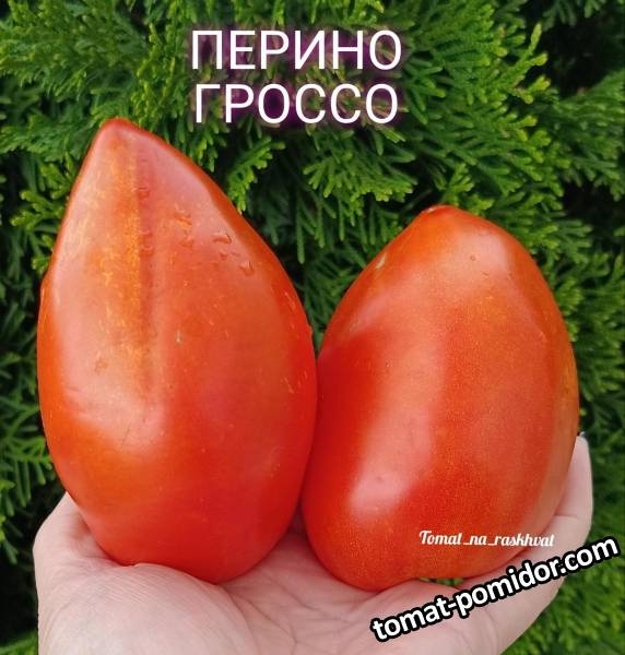 1693402637298_1693402631082_1693402625095_Polish_20230825_142312858.jpg
